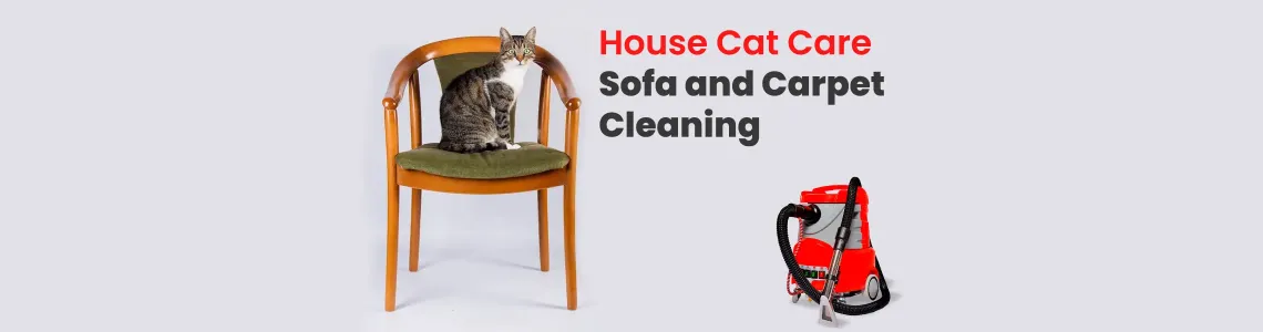 Cat Care at Home and Sofa and Carpet Cleaning: Tips for a Hygienic Home