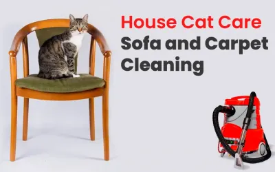 Cat Care at Home and Sofa and Carpet Cleaning: Tips for a Hygienic Home