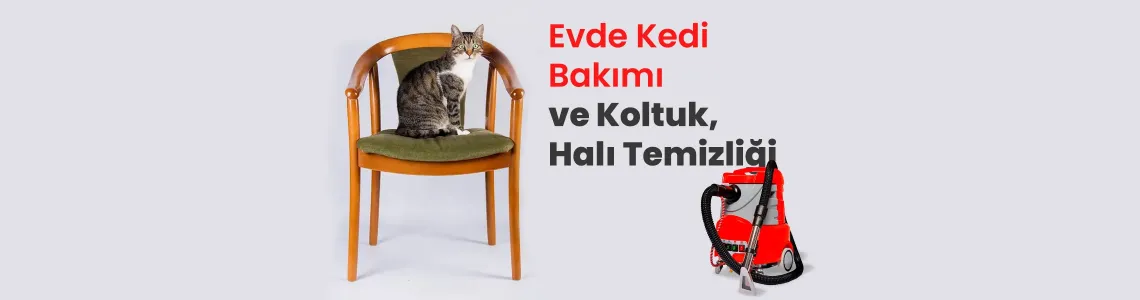 Evde Kedi Bakımı ve Koltuk, Halı Temizliği: Hijyenik Bir Ev İçin İpuçları