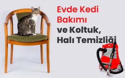 Evde Kedi Bakımı ve Koltuk, Halı Temizliği: Hijyenik Bir Ev İçin İpuçları Evde Kedi Bakımı ve Koltuk, Halı Temizliği: Hijyenik Bir Ev İçin İpuçları